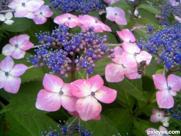 Hydrangea with bee